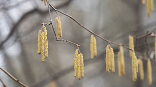 Birkenpollen fliegen im April - Tips für Ihre Hausapotheke im Frühjahr