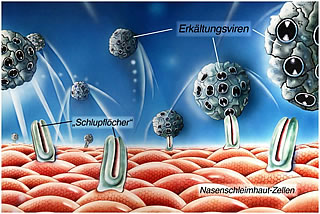 Erkltungsviren Grafik