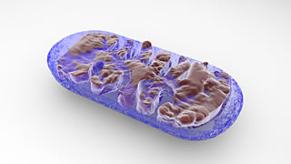 Die Mitochondrien-Kraftwerke im Innern der  Zellen sehen aus wie kleine Bohnen und haben eine Doppelmembran