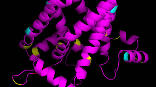 Die 3-D Struktur des Proteins UCP1, das für die Fettverbrennung verantwortlich ist. (Bild: Elena Pohl / Vetmeduni Vienna)